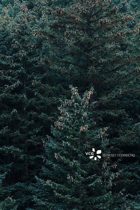 贺兰山南寺原始森林图片素材