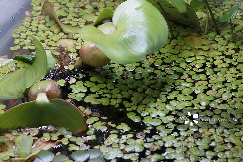 窗边多肉植物与浮萍-浙江大学玉泉校区图片素材