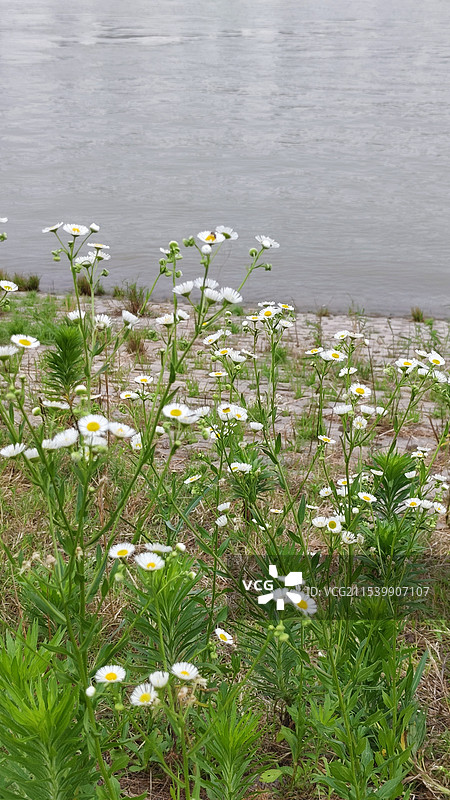 长江边的 白色野花 小菊花 一年蓬图片素材