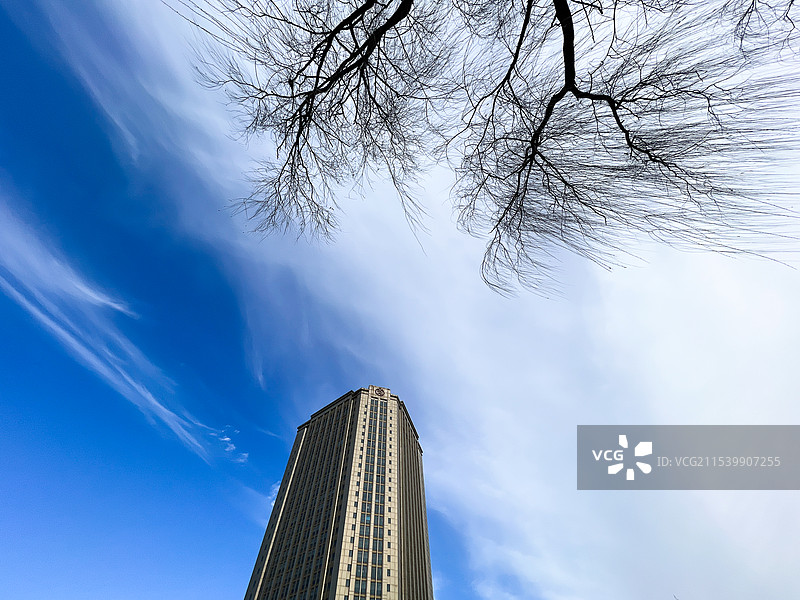 冬日蓝天白云仰视高楼，树枝被寒风吹得四散开来图片素材