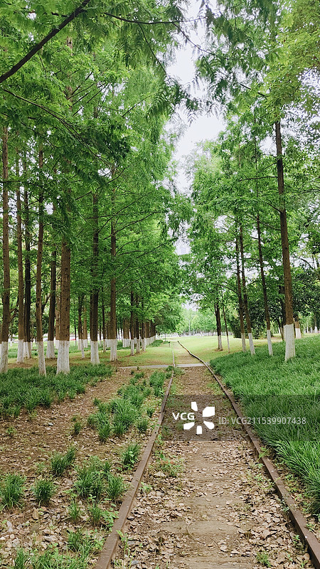 武汉武昌江滩公园 夏天 水杉树林 林荫小路图片素材