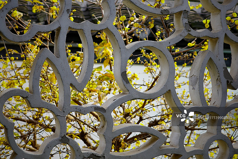 南京瞻园腊梅已开图片素材