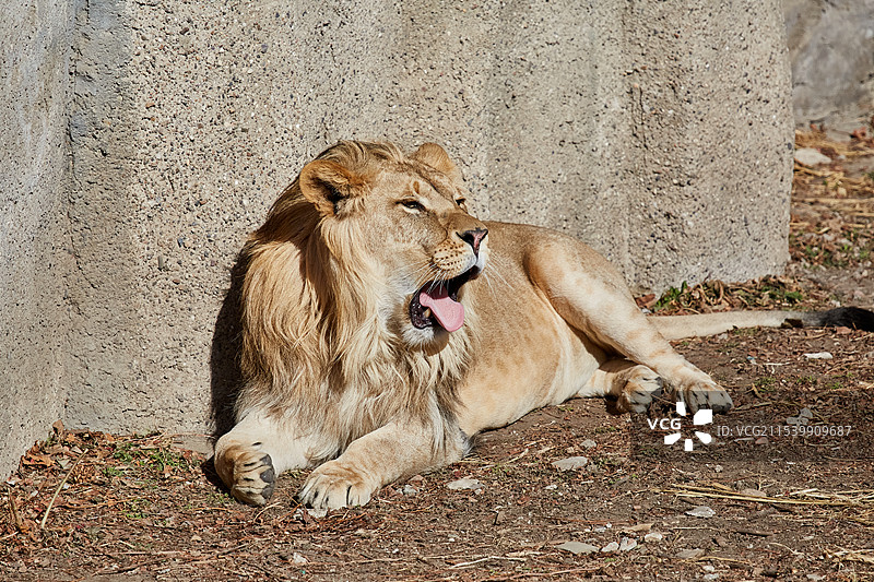 北京动物园非洲狮雄狮图片素材
