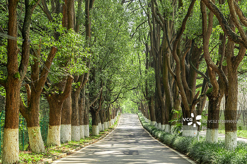 夏天森林里前进的道路图片素材