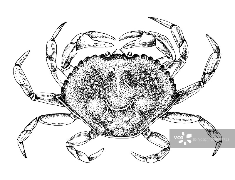 手绘的丹吉尼斯蟹图片素材