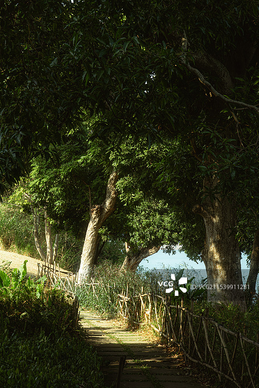 森系风景图片素材