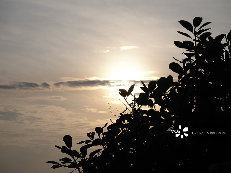 深圳杨梅坑鹿嘴山庄清晨日出时分植物剪影与天空图片素材