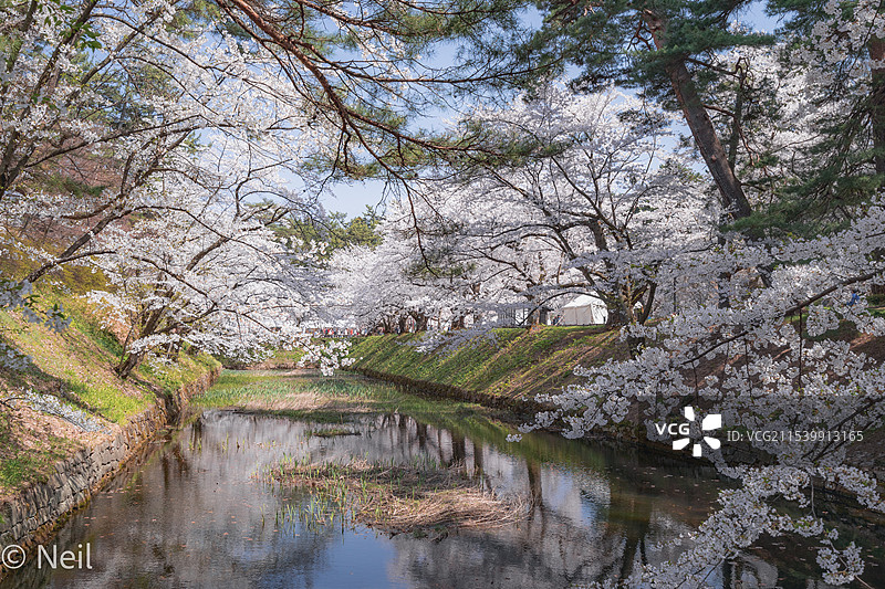 日本桧木内川花见图片素材