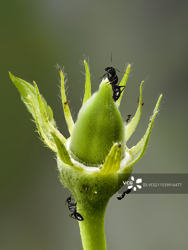 秋葵上的蚂蚁图片素材