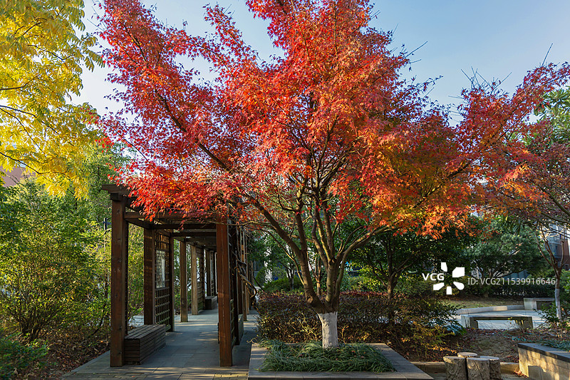 公园里的枫树图片素材