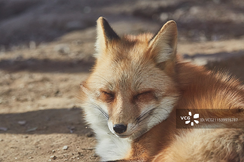 北京动物园赤狐狐狸图片素材