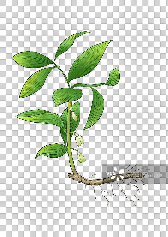 玉竹中草药国潮国风水彩插画图片素材