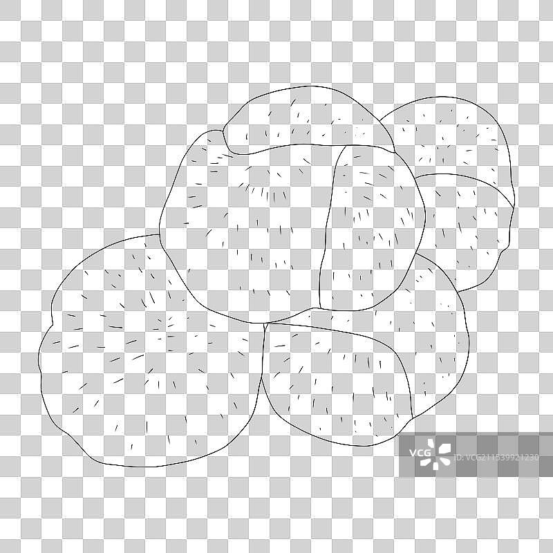 猴头菇图片素材