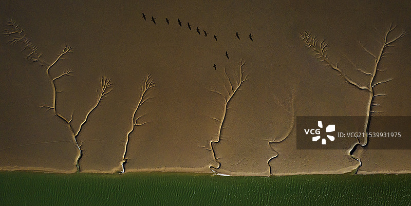 潮汐树与飞鸟图片素材