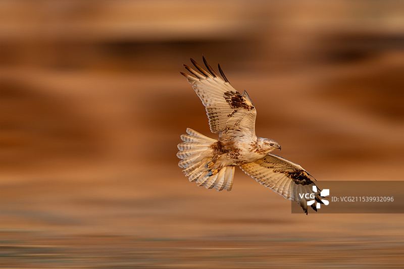 速度与激情（大鵟）图片素材