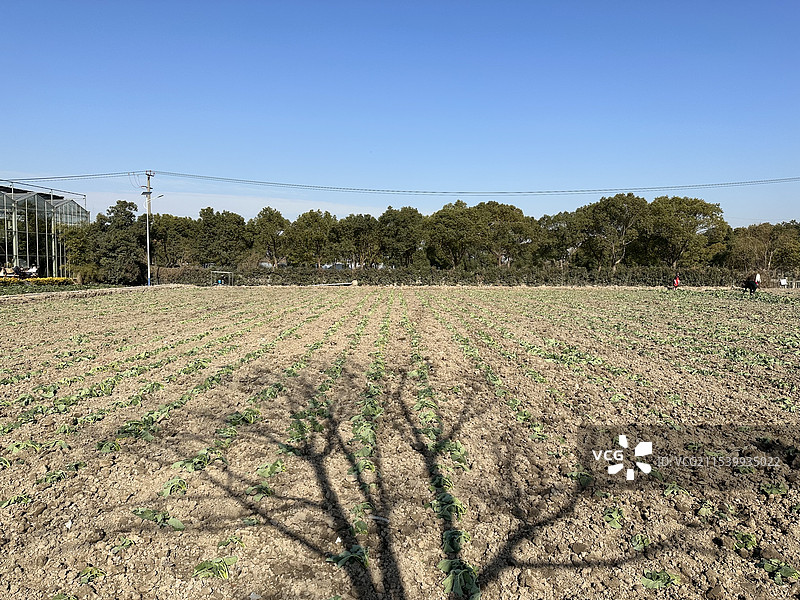 上海嘉定华亭人家农业园区中的油菜地图片素材