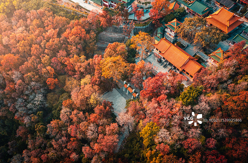 江门圭峰山玉台寺红叶枫林图片素材