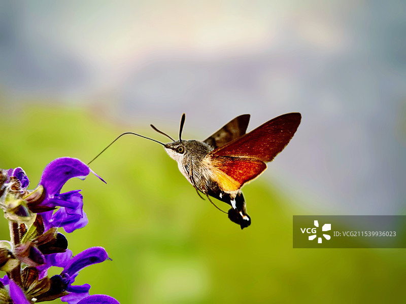 蜂鸟鹰蛾图片素材