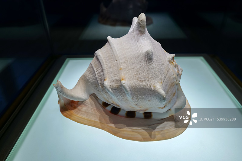 唐冠螺 中国四大名螺之一 山东博物馆“三千玲珑-中国海洋贝类展”图片素材