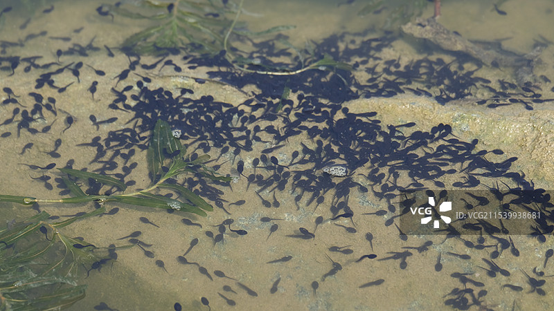 夏天。山上池塘里。密集的小蝌蚪图片素材