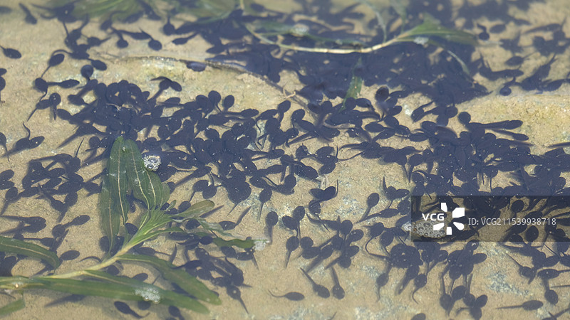 夏天。山上池塘里。密集的小蝌蚪图片素材