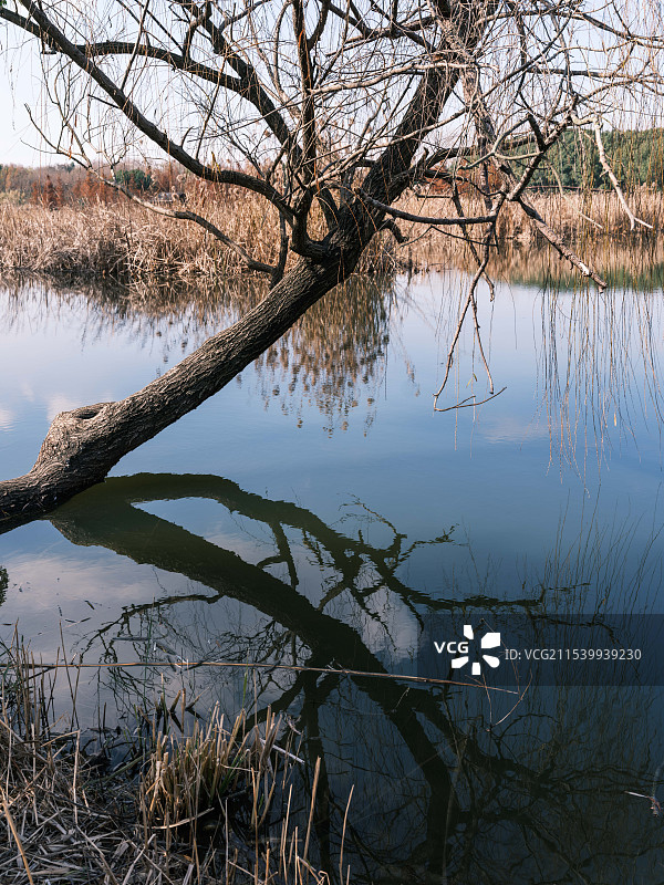 同里湿地公园倒伏的树木和倒影图片素材