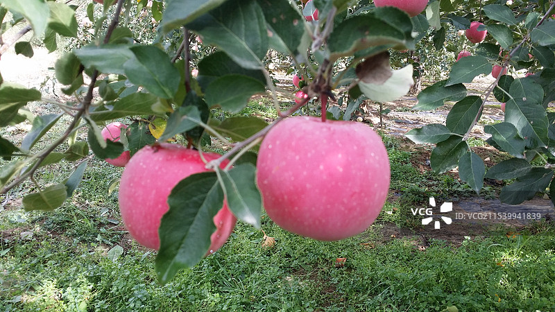 苹果 水果 红富士苹果 apple图片素材