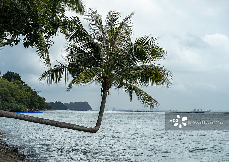 圣淘沙网红打卡弯脖棕榈树图片素材
