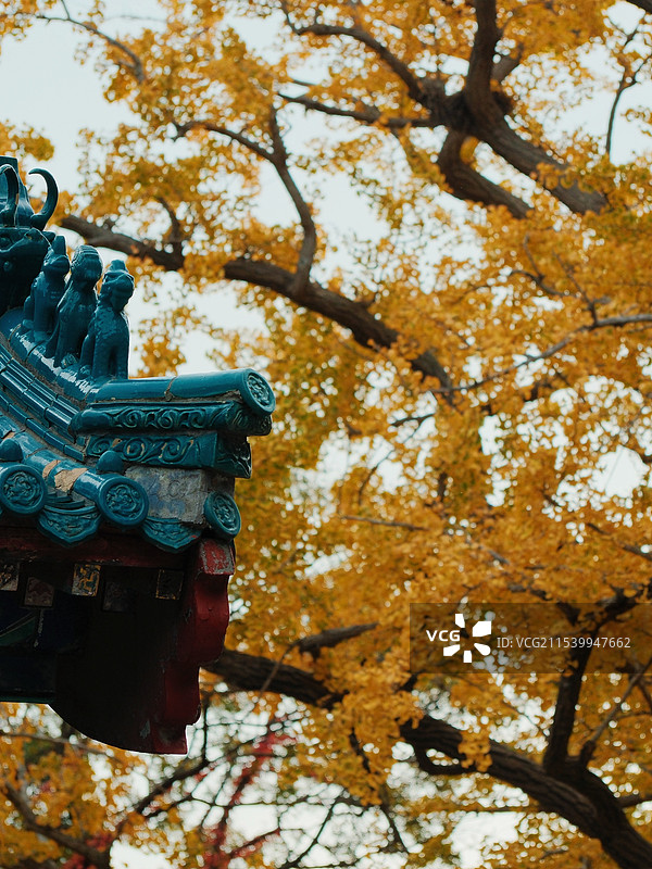 青岛崂山太清宫银杏图片素材
