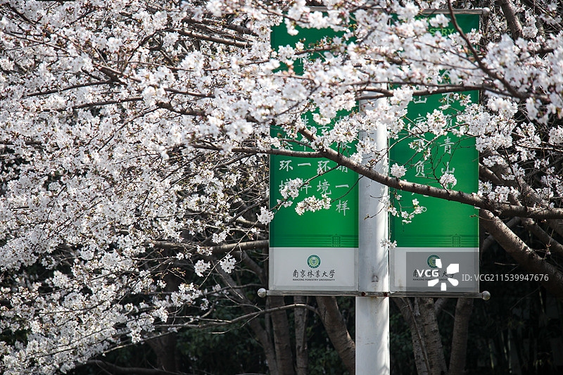 南京林业大学樱花图片素材