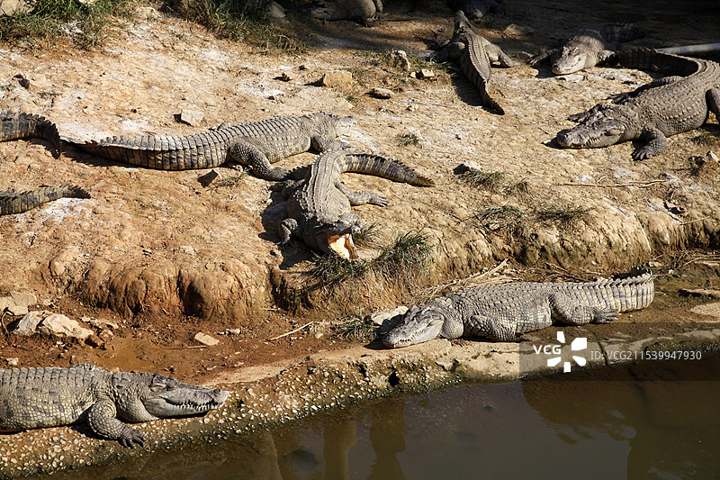 广西南宁动物园鳄鱼图片素材