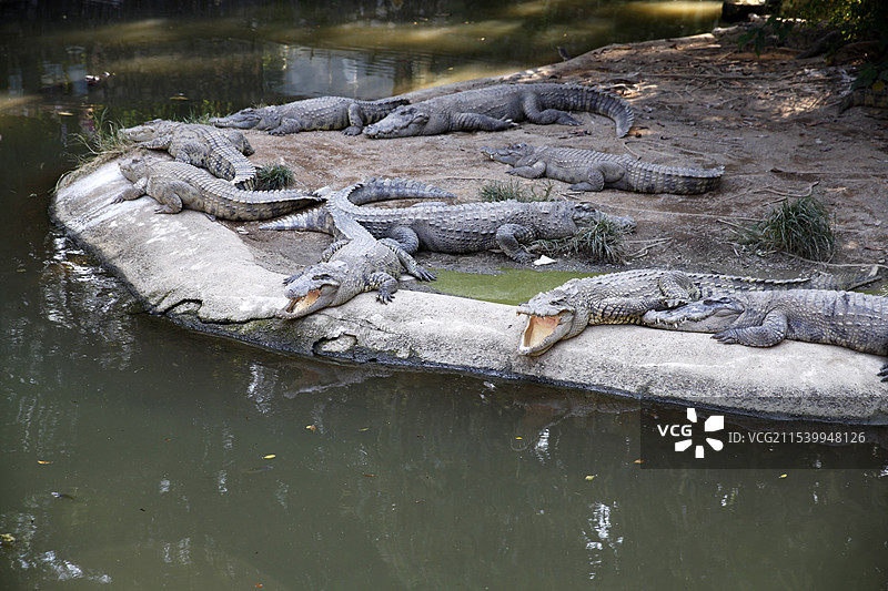 广西南宁动物园鳄鱼图片素材