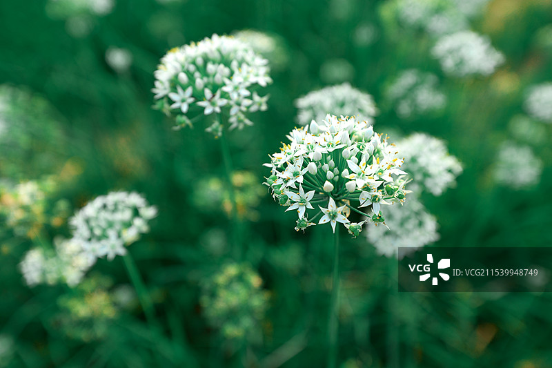 农村地里的韭菜韭菜花图片素材