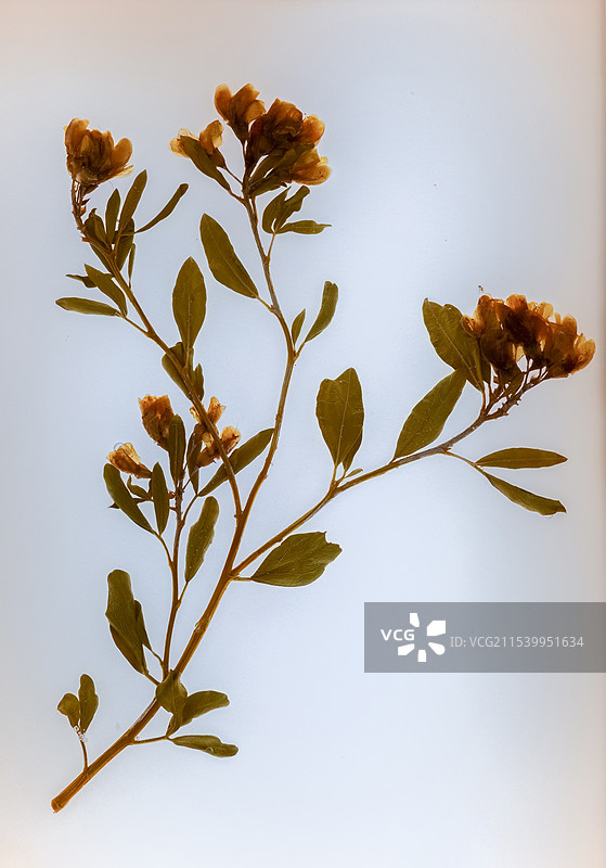 沙冬青植物标本图片素材