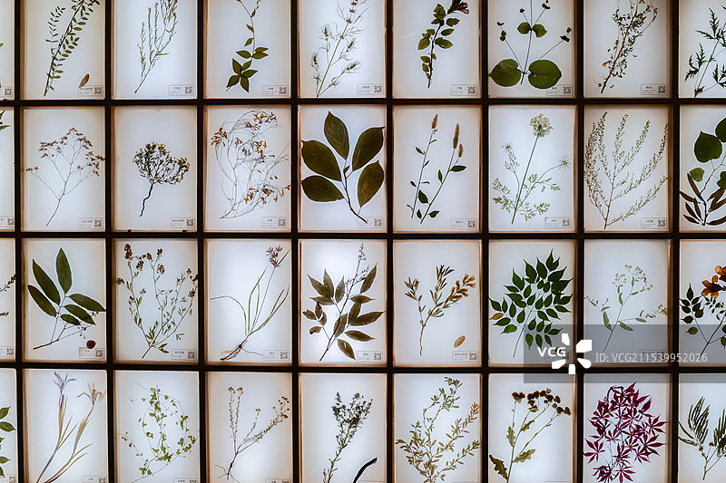 植物标本图片素材