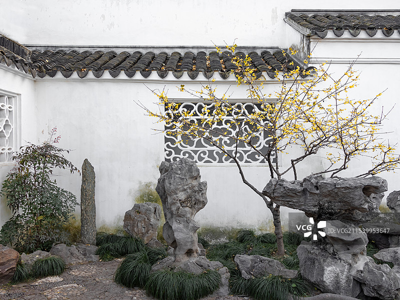 怡园冬日腊梅暗香图片素材