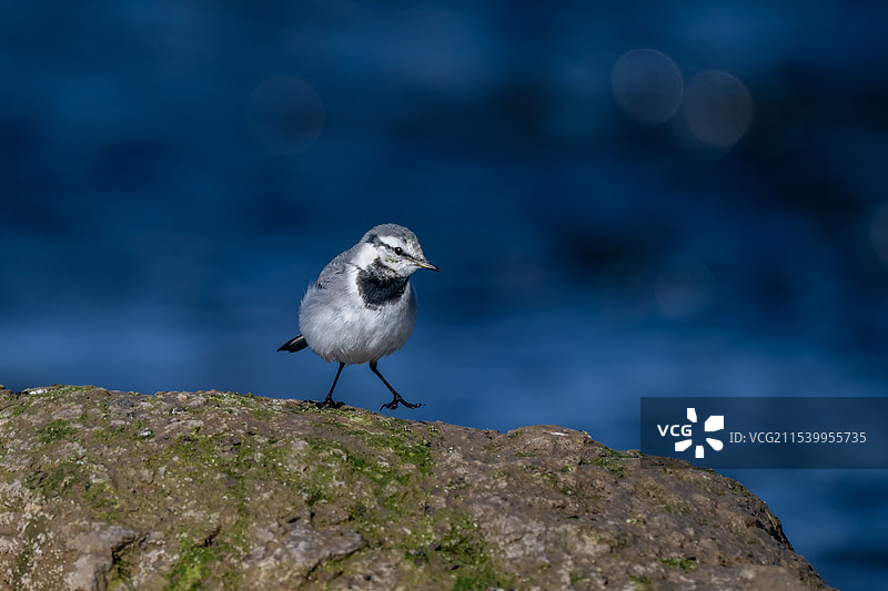 一只白鹡鸰鸟图片素材