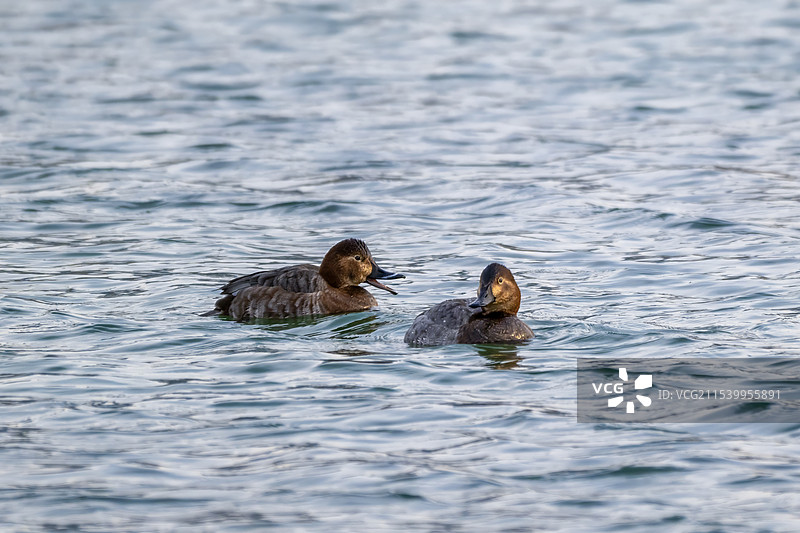 红头潜鸭图片素材