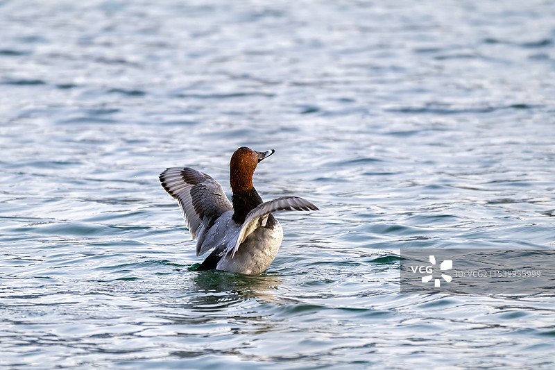 红头潜鸭图片素材