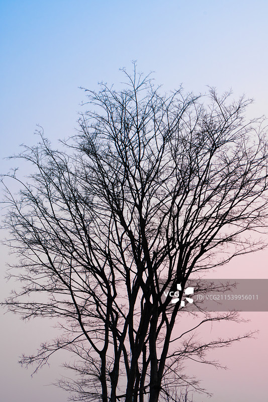 晴空下的裸树低角度视图图片素材