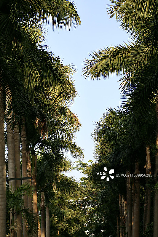 椰树林图片素材