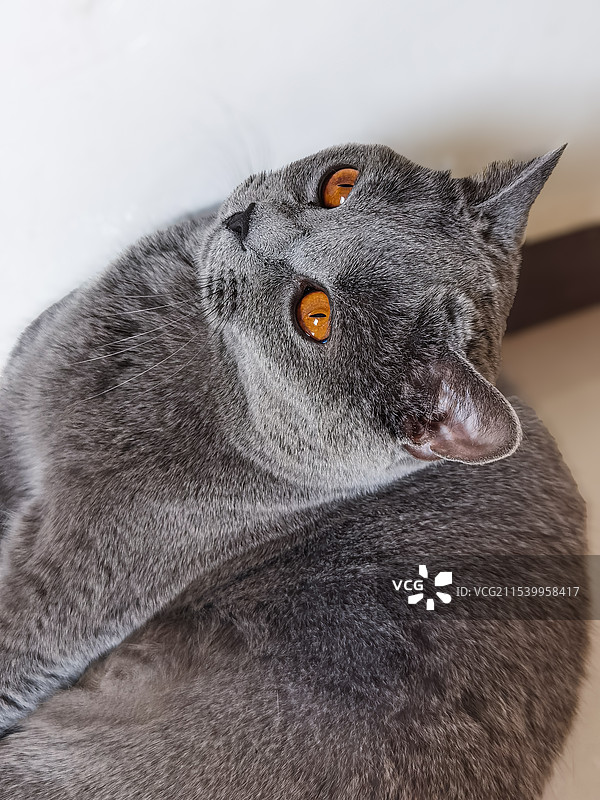 看镜头的蓝猫图片素材