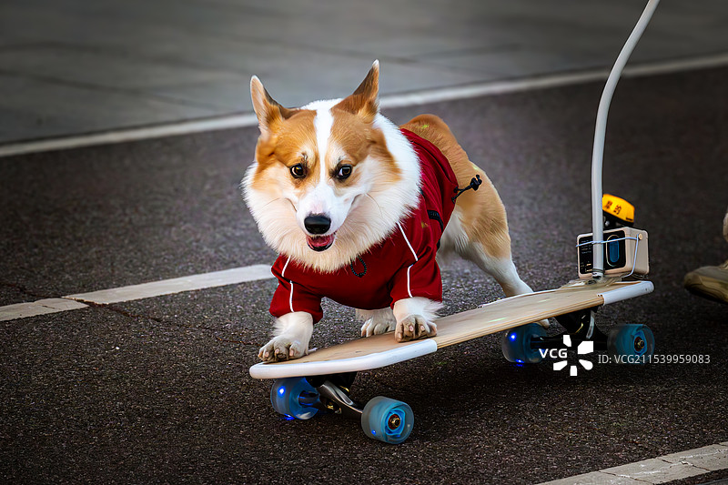 玩滑板的柯基犬小狗图片素材