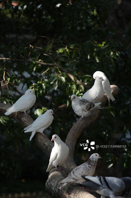 苏州西园寺放生池鸽子图片素材