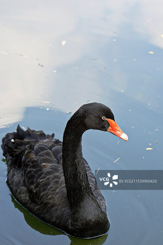 重庆风格图片素材