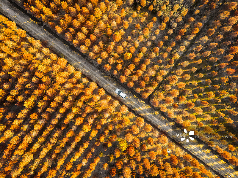武汉 涨渡湖 水杉图片素材