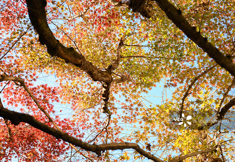 杭州九溪火红多彩的秋天图片素材