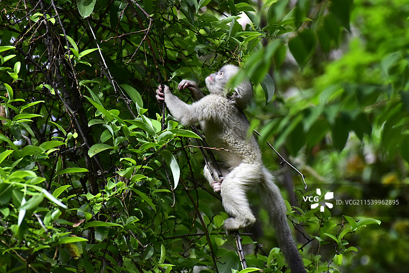 爬树的滇金丝猴仰鼻猴小猴子特写图片素材