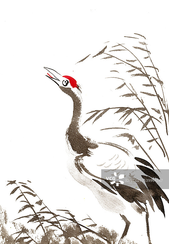 芦苇中的丹顶鹤图片素材