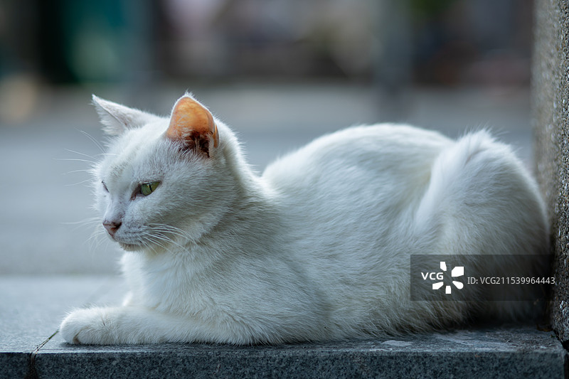 一只白猫趴在大理石的台阶上图片素材